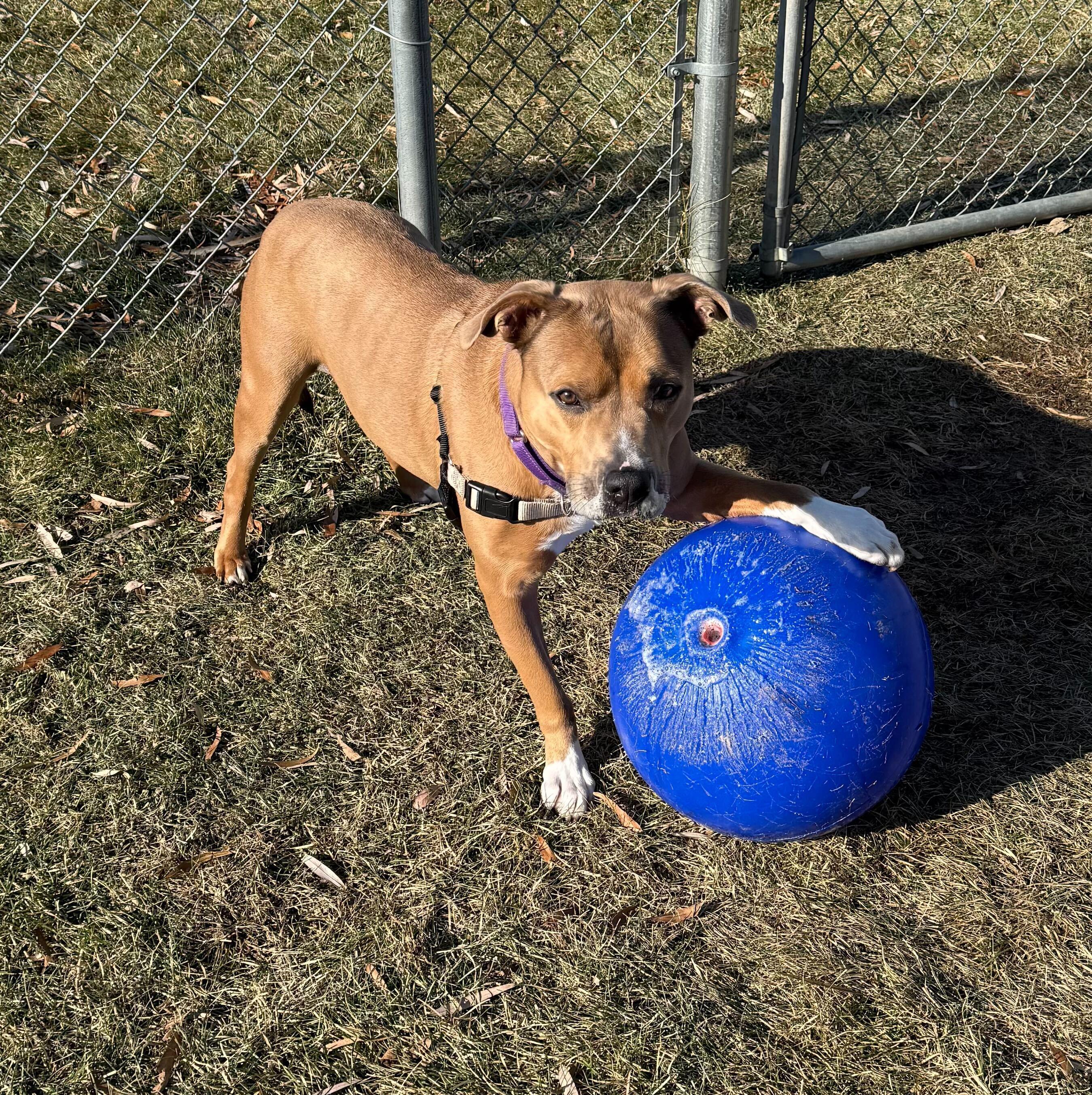Hank, a Adoptable Mixed Breed in Grayslake, IL image 4/6