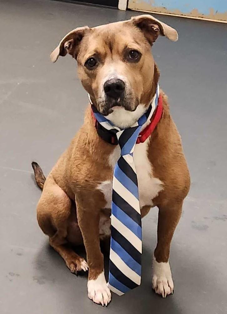 Hank, Adoptable, Senior Male Mixed Breed.