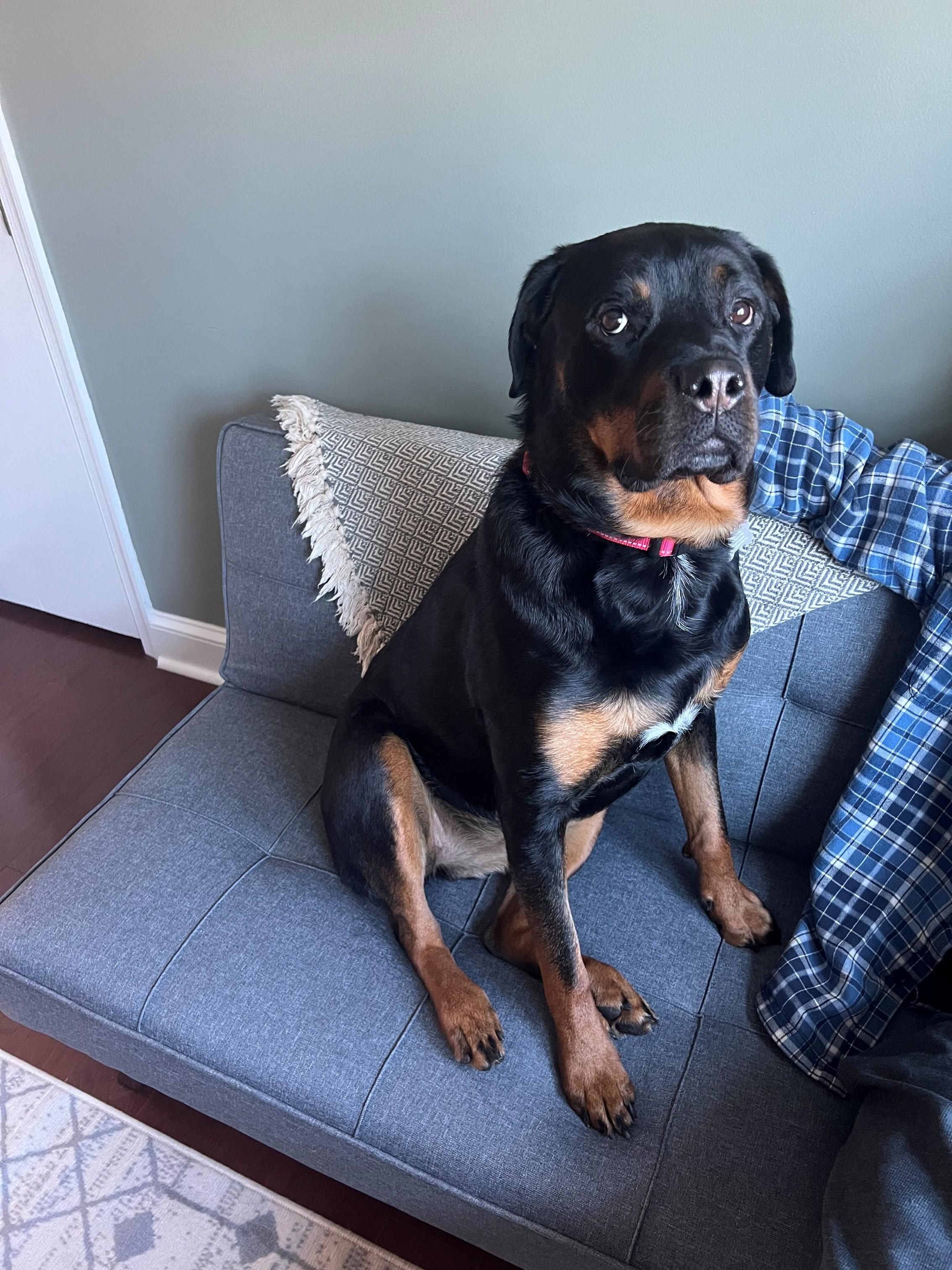 Fiona #2, a Adoptable Rottweiler in Perkasie, PA image 6/6