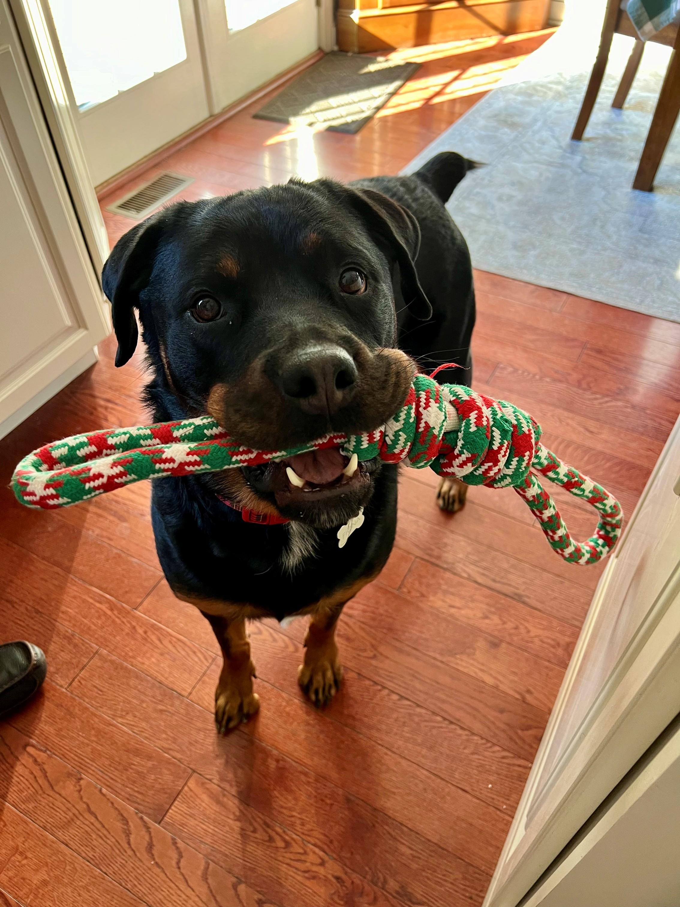 Fiona #2, Adoptable, Adult Female Rottweiler.