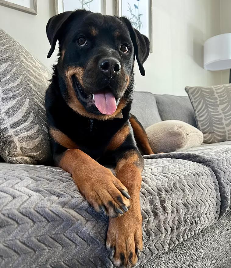 Fiona #2, a Adoptable Rottweiler in Perkasie, PA image 3/6