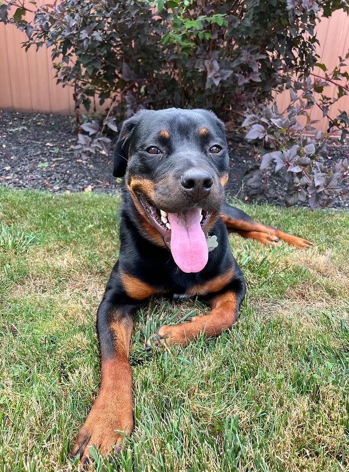 Fiona #2, a Adoptable Rottweiler in Perkasie, PA image 5/6
