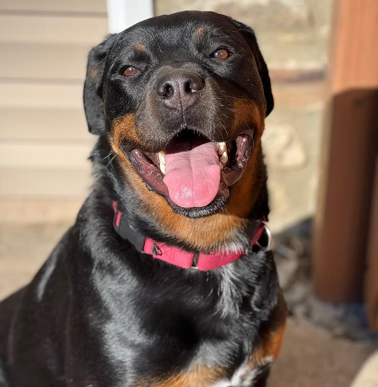 Fiona #2, Adoptable, Adult Female Rottweiler.
