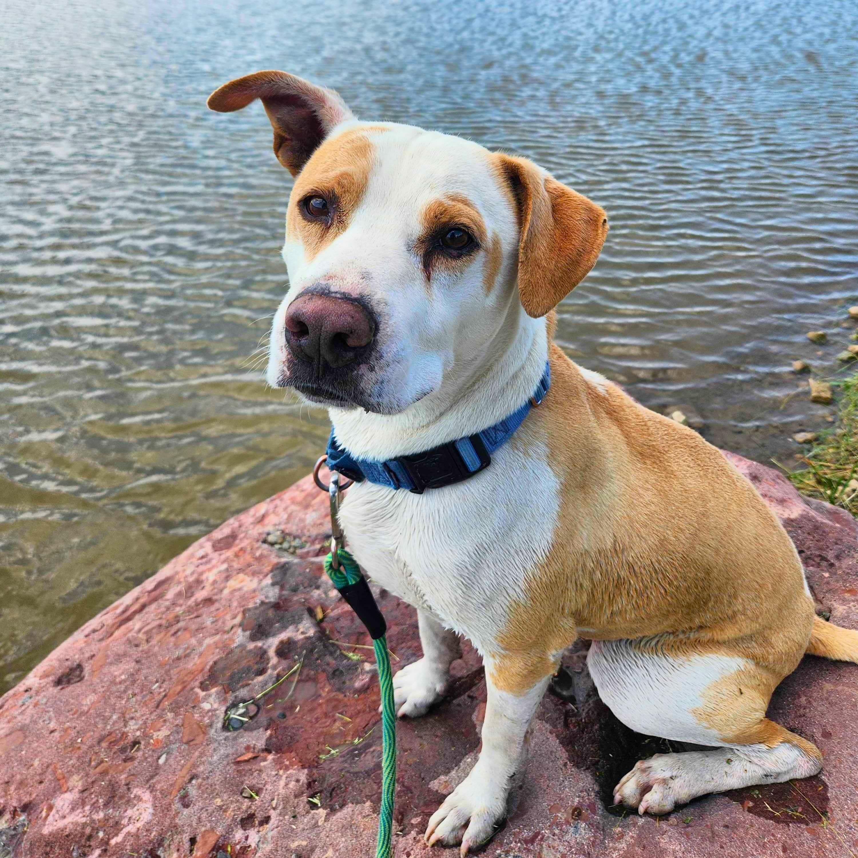 Nike, adopted, Senior Male Mixed Breed.