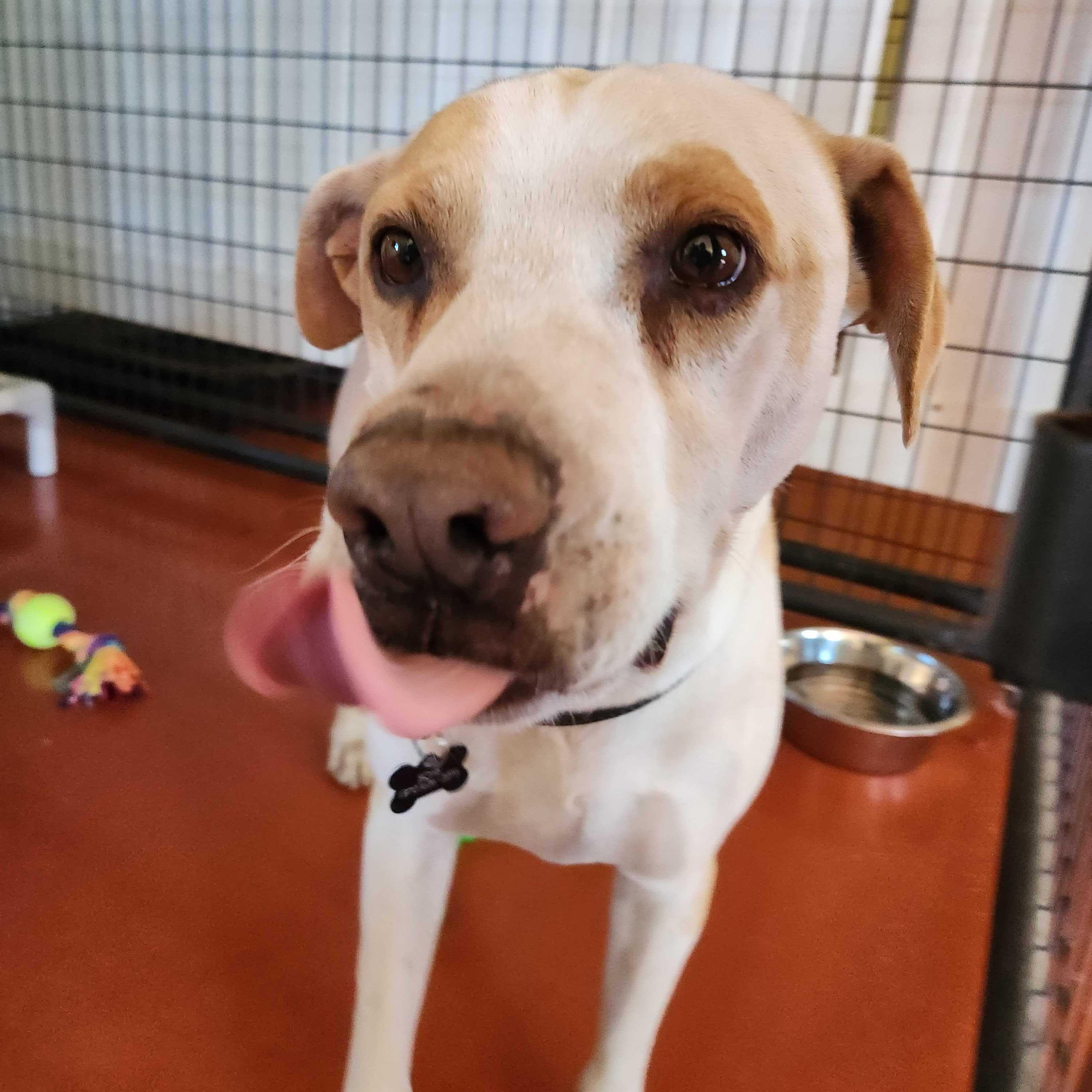 Enlarge Nike, an adopted mixed breed in Ridgway, CO image 3/4