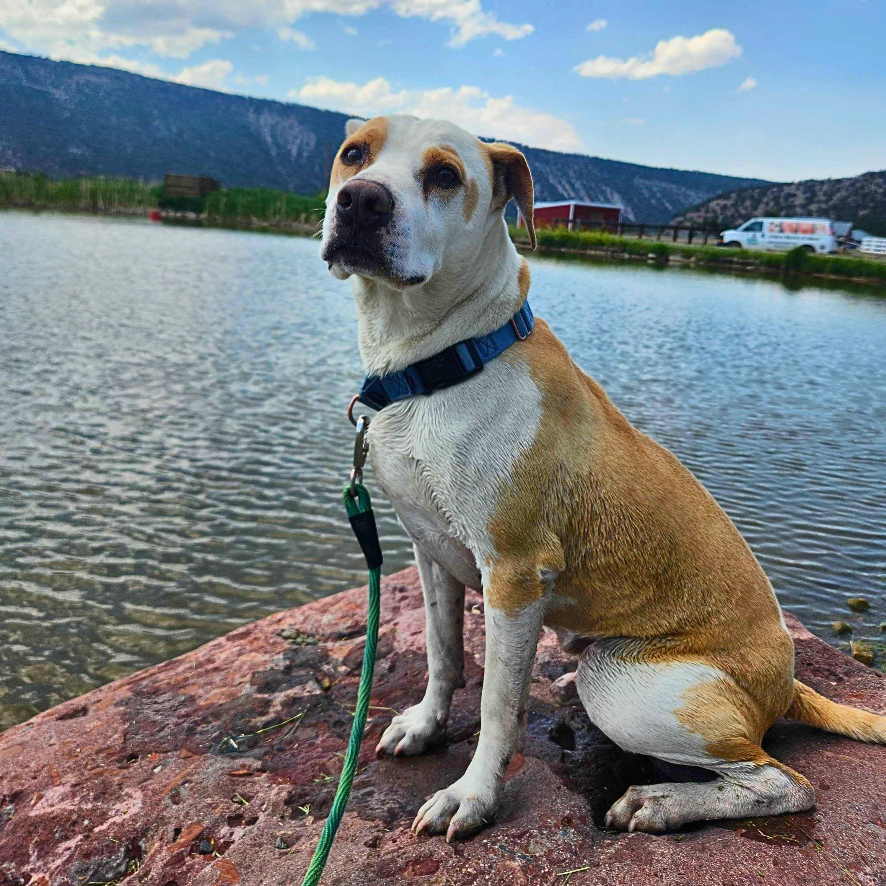 Enlarge Nike, an adopted mixed breed in Ridgway, CO image 2/4