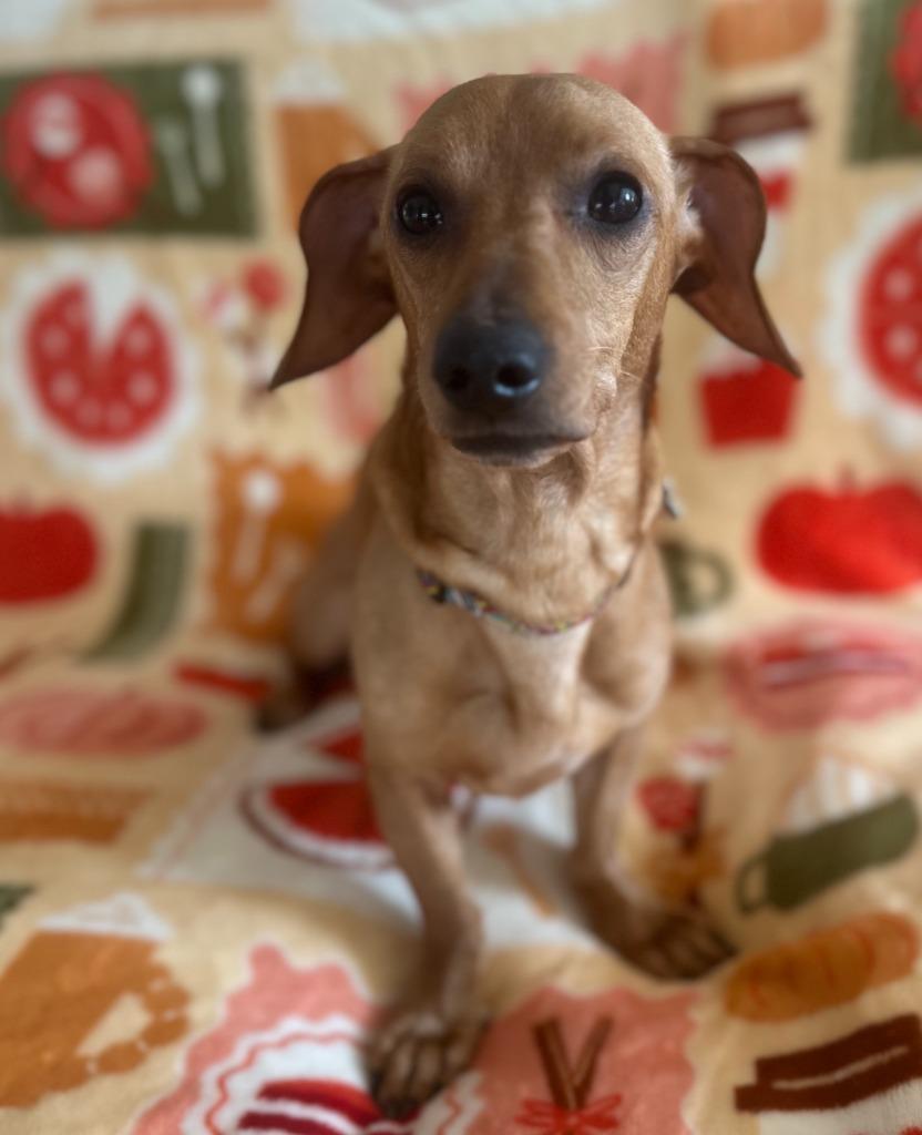Enlarge Casper, a Adoptable Dachshund in Hudson, NY image 1/3