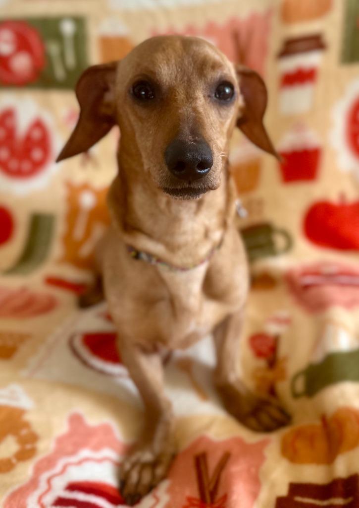 Enlarge Casper, a Adoptable Dachshund in Hudson, NY image 2/3