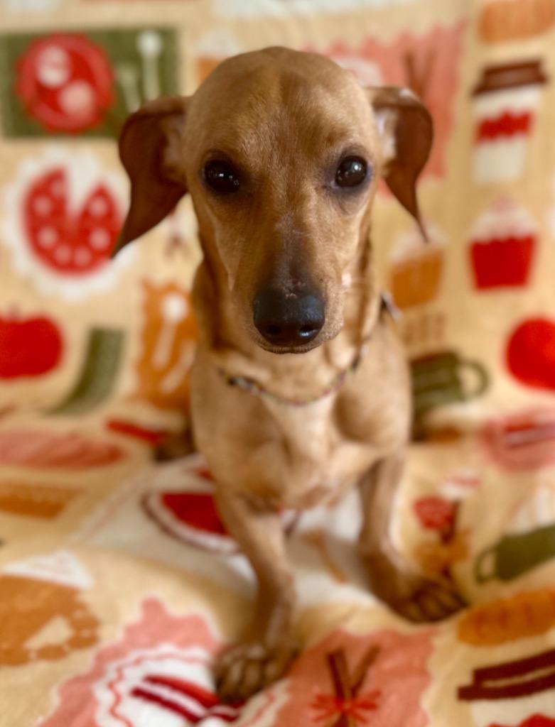 Enlarge Casper, a Adoptable Dachshund in Hudson, NY image 3/3