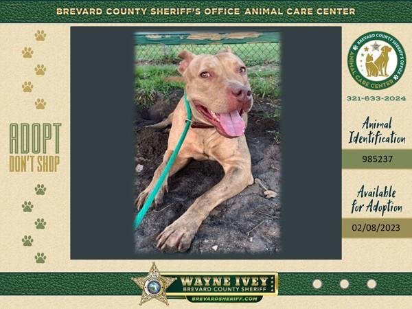 Sandy, Adoptable, Adult Female Mixed Breed.