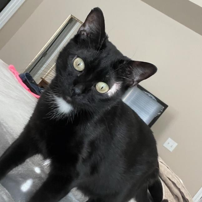 Enlarge Sasha, a Adoptable Domestic Short Hair in Bentonville, AR image 1/4