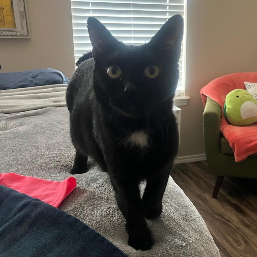 Enlarge Sasha, a Adoptable Domestic Short Hair in Bentonville, AR image 2/4
