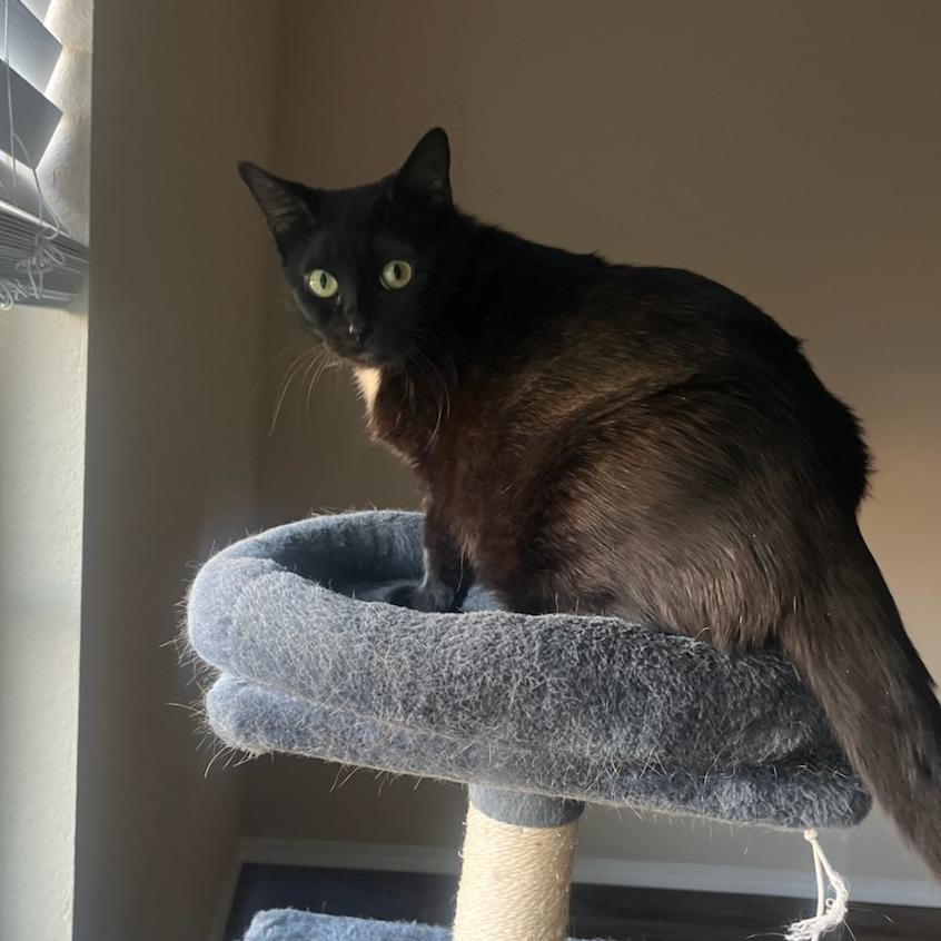 Enlarge Sasha, a Adoptable Domestic Short Hair in Bentonville, AR image 3/4