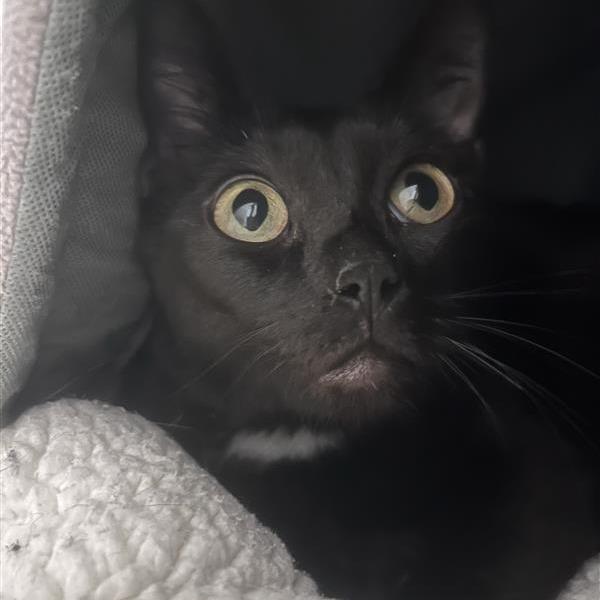 Sasha, Adoptable, Adult Female Domestic Short Hair.