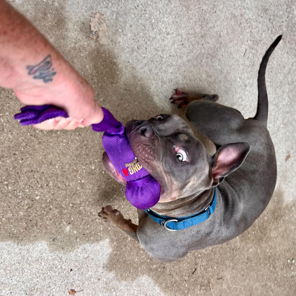 Tyson, Adoptable, Young Female American Staffordshire Terrier.