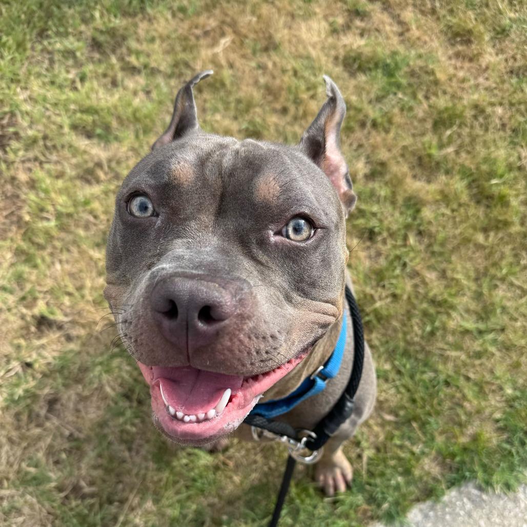 Tyson, a Adoptable American Staffordshire Terrier in Grand Rapids, MI image 2/6