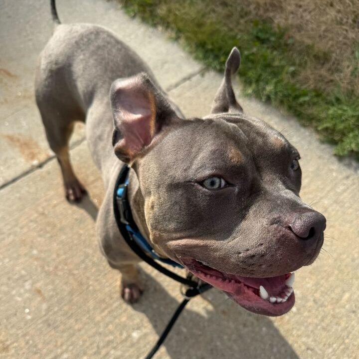 Tyson, a Adoptable American Staffordshire Terrier in Grand Rapids, MI image 3/6