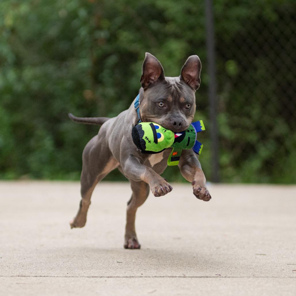 Tyson, a Adoptable American Staffordshire Terrier in Grand Rapids, MI image 4/6