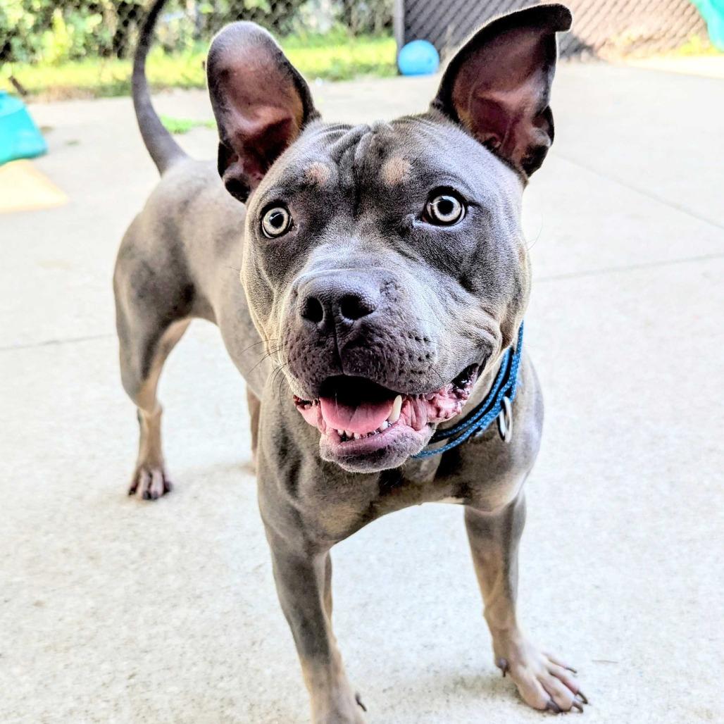 Tyson, a Adoptable American Staffordshire Terrier in Grand Rapids, MI image 5/6