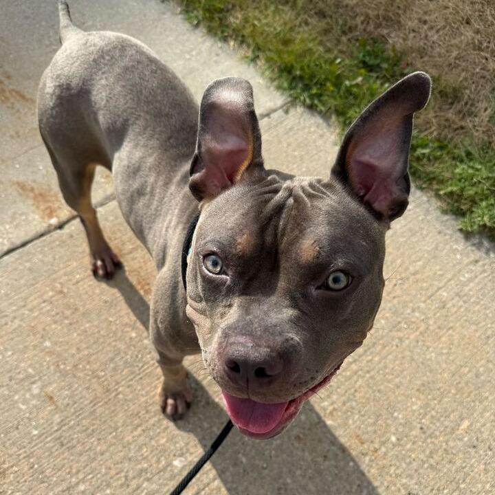 Tyson, a Adoptable American Staffordshire Terrier in Grand Rapids, MI image 6/6