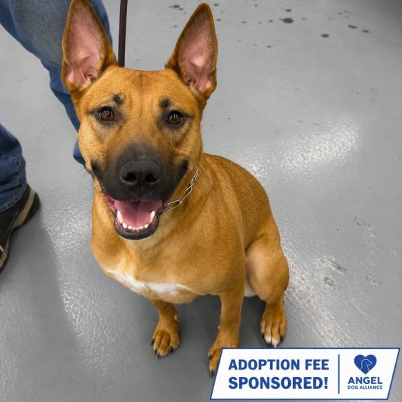 Enlarge Malibu, a Adoptable mixed breed in Winthrop Harbor, IL image 1/5