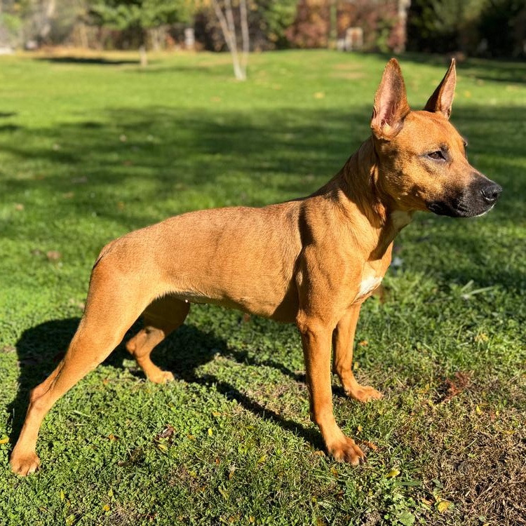 Enlarge Malibu, a Adoptable mixed breed in Winthrop Harbor, IL image 2/5