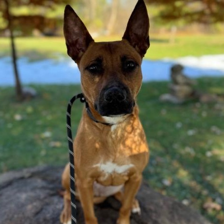 Enlarge Malibu, a Adoptable mixed breed in Winthrop Harbor, IL image 5/5