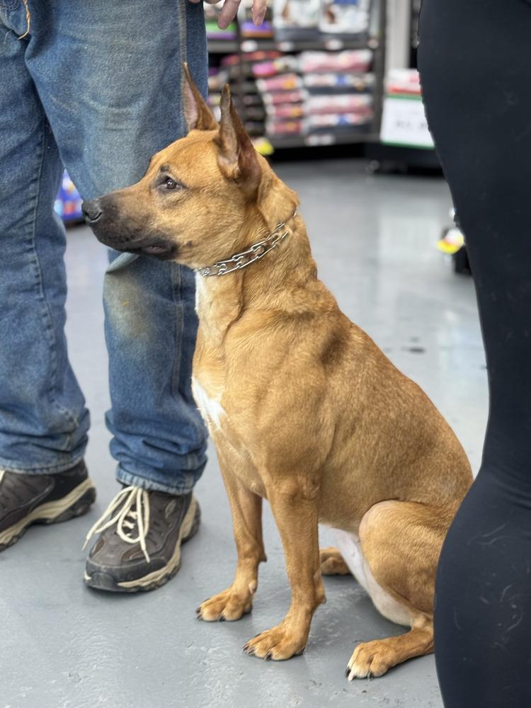 Malibu, Adoptable, Young Female Belgian Shepherd / Malinois & Pit Bull Terrier.