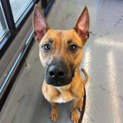 Enlarge Malibu, a Adoptable mixed breed in Winthrop Harbor, IL image 4/5