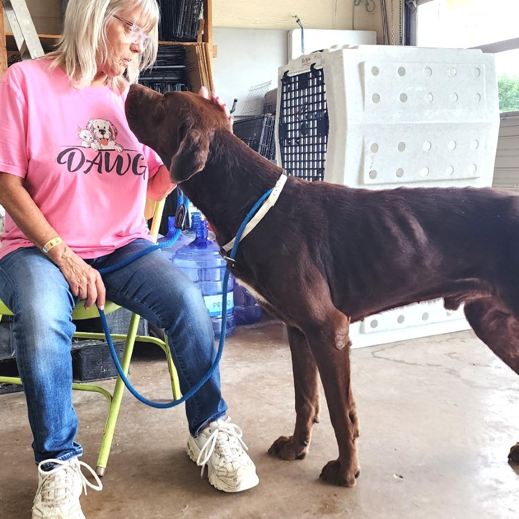 Eeyore, a Adoptable Mixed Breed in Denison, TX image 1/4