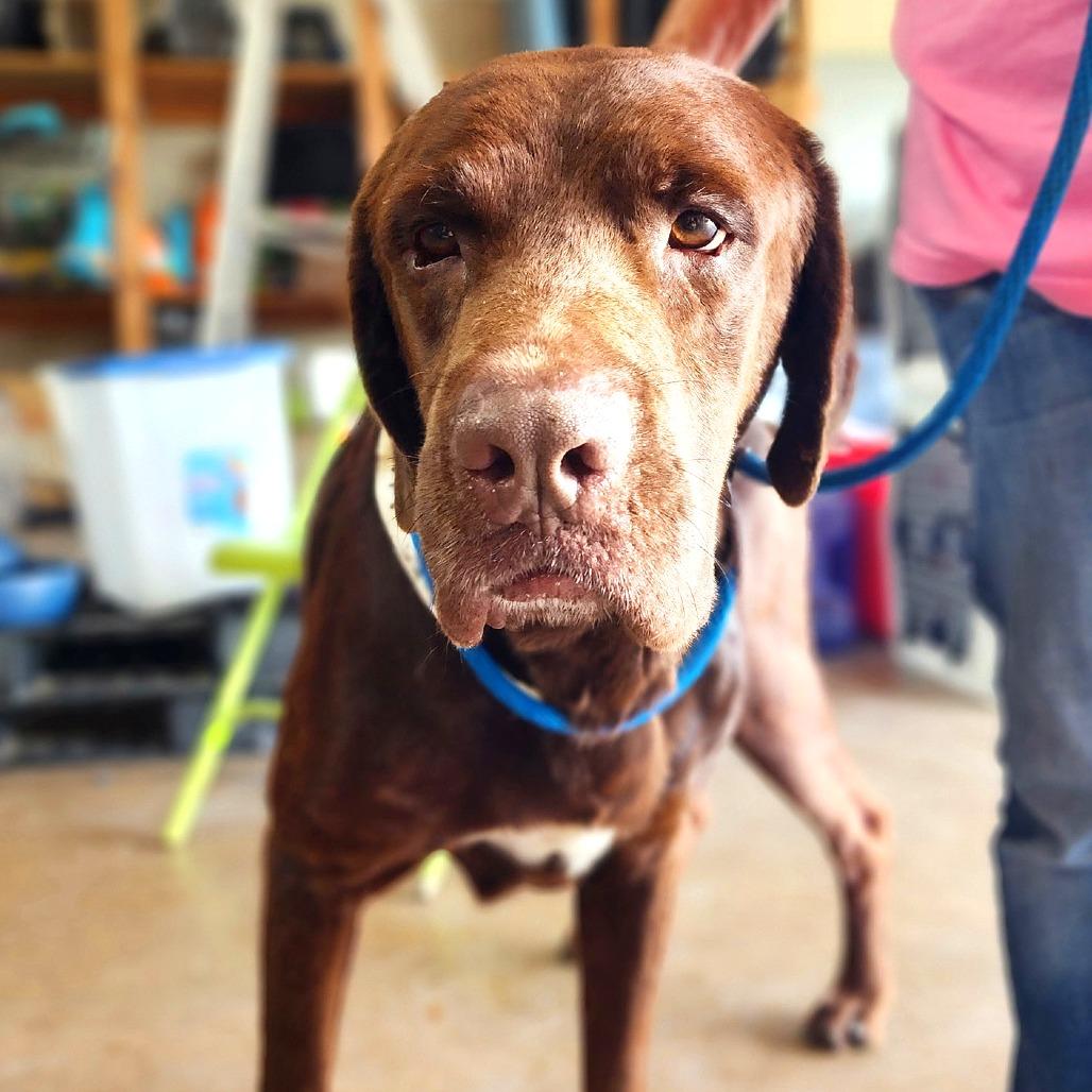 Eeyore, a Adoptable Mixed Breed in Denison, TX image 2/4