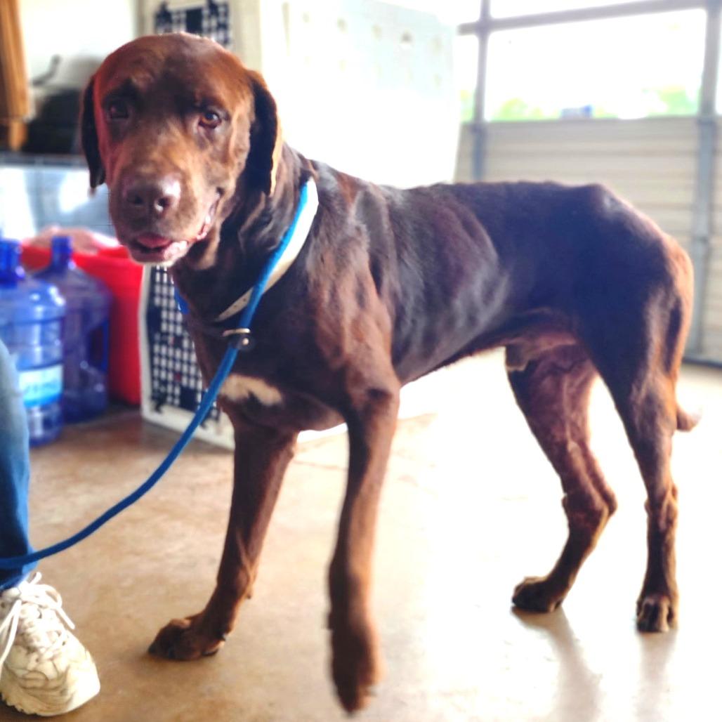 Eeyore, a Adoptable Mixed Breed in Denison, TX image 3/4