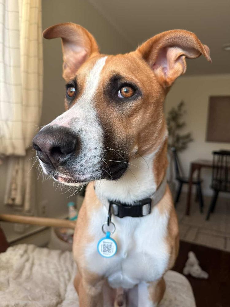Rylo, Adoptable, Puppy Male Boxer & Black Mouth Cur.