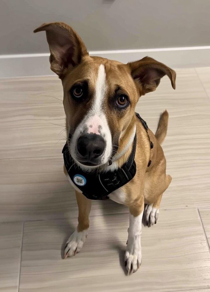 Enlarge Rylo, a Adoptable mixed breed in Denver, CO image 2/6