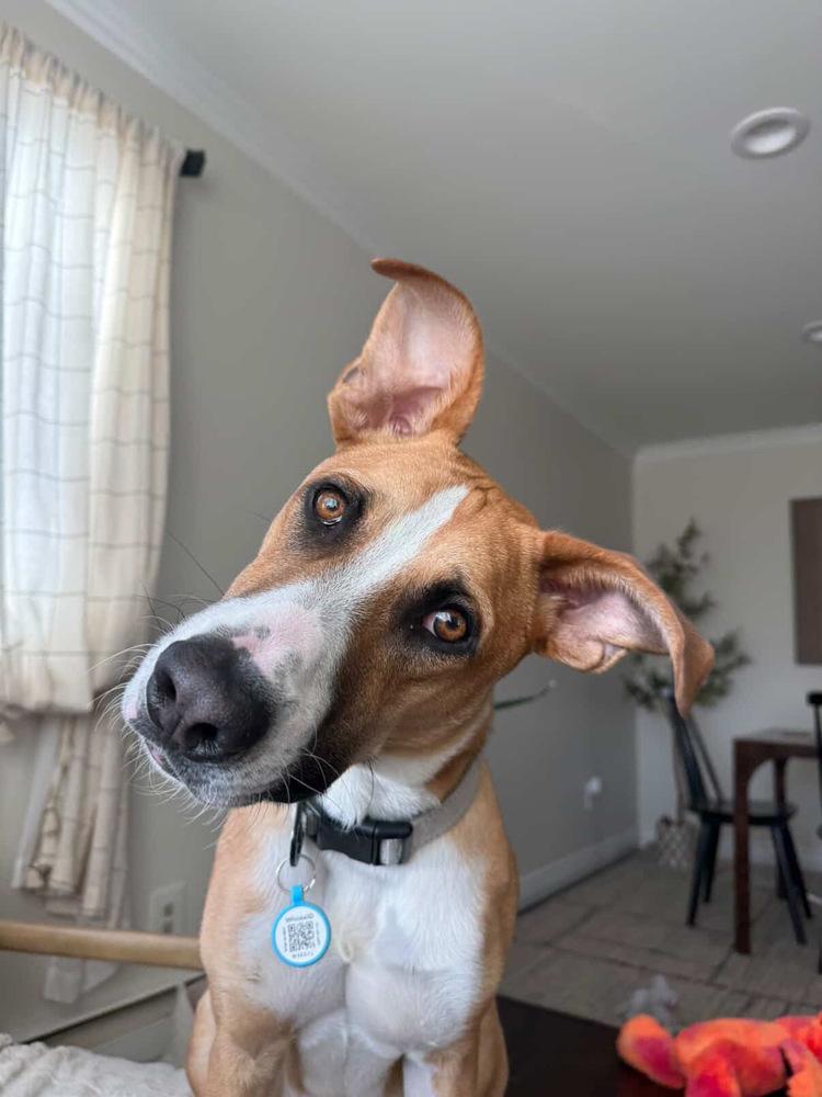 Enlarge Rylo, a Adoptable mixed breed in Denver, CO image 4/6