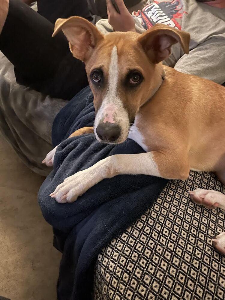 Enlarge Rylo, a Adoptable mixed breed in Denver, CO image 5/6