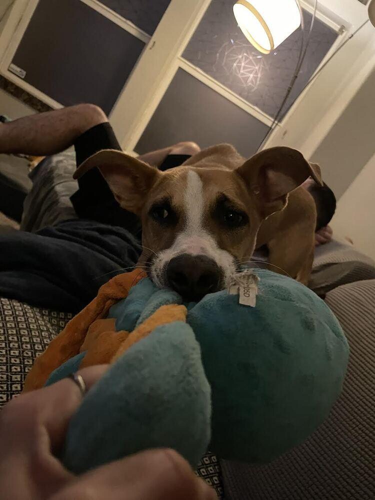 Enlarge Rylo, a Adoptable mixed breed in Denver, CO image 6/6