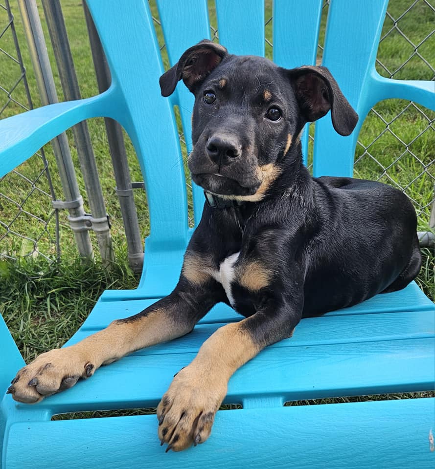 Phoenix, Adopted, Young Male Doberman Pinscher & American Bully.