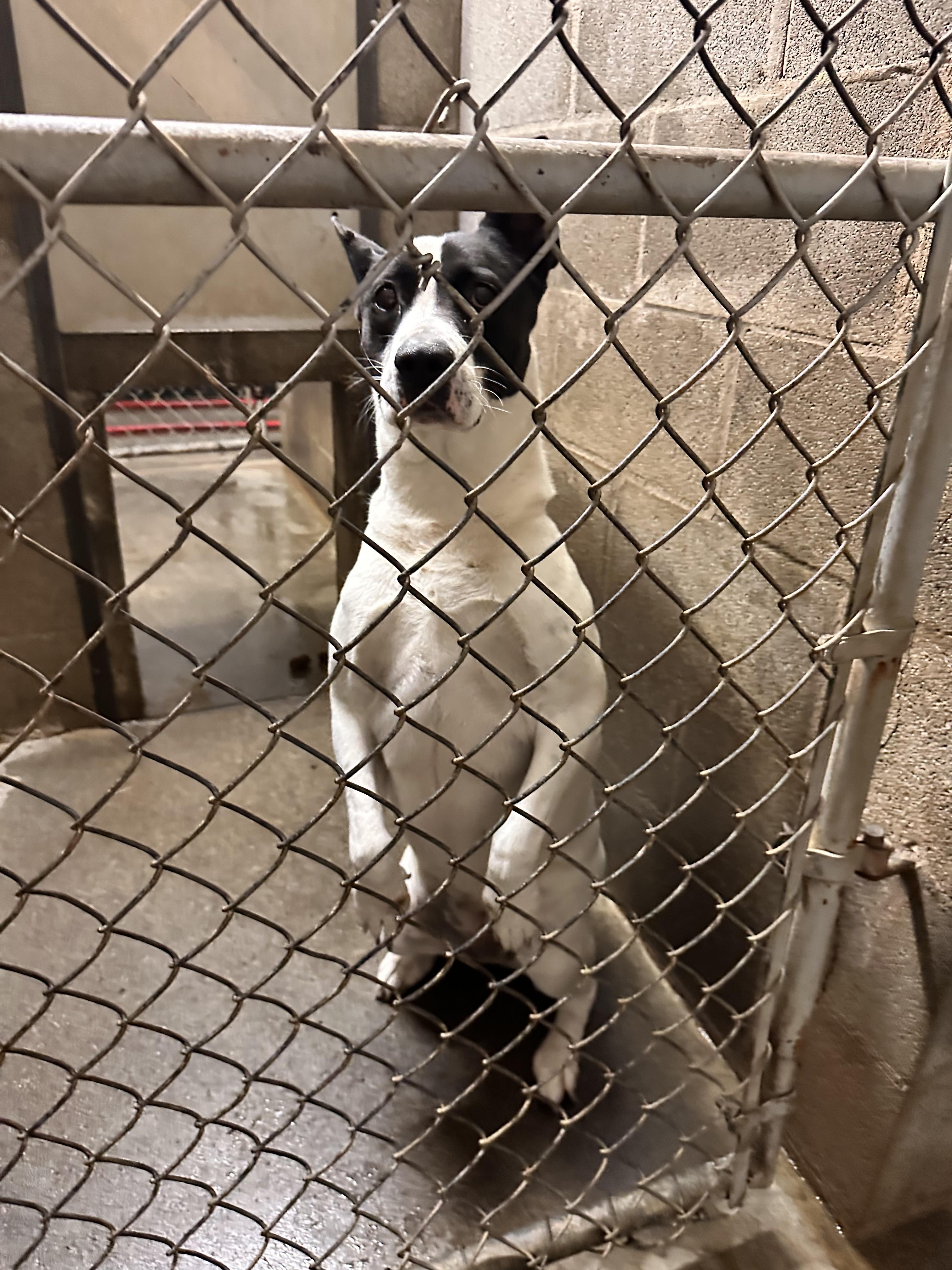 Enlarge Petusa, a Adoptable mixed breed in Hermiston, OR image 1/4