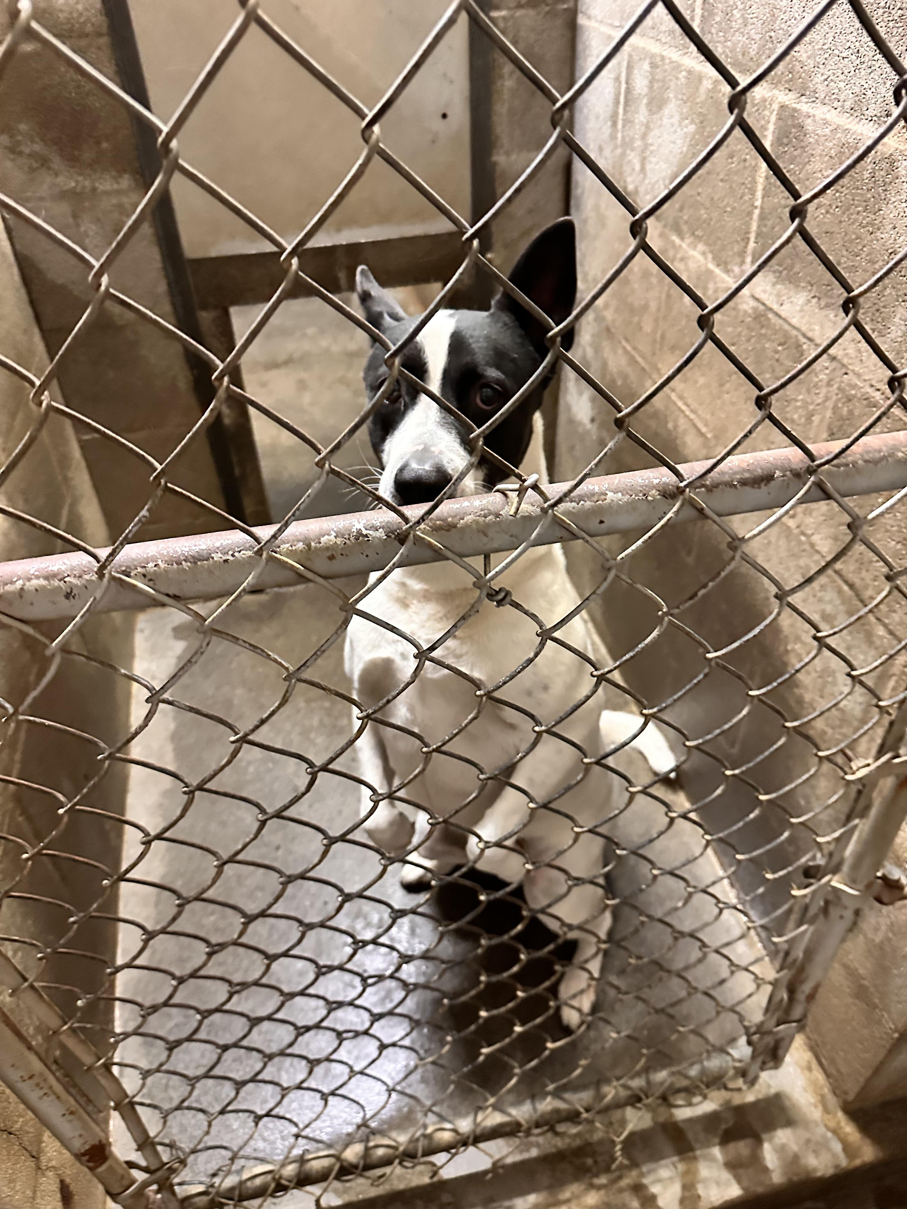 Enlarge Petusa, a Adoptable mixed breed in Hermiston, OR image 2/4