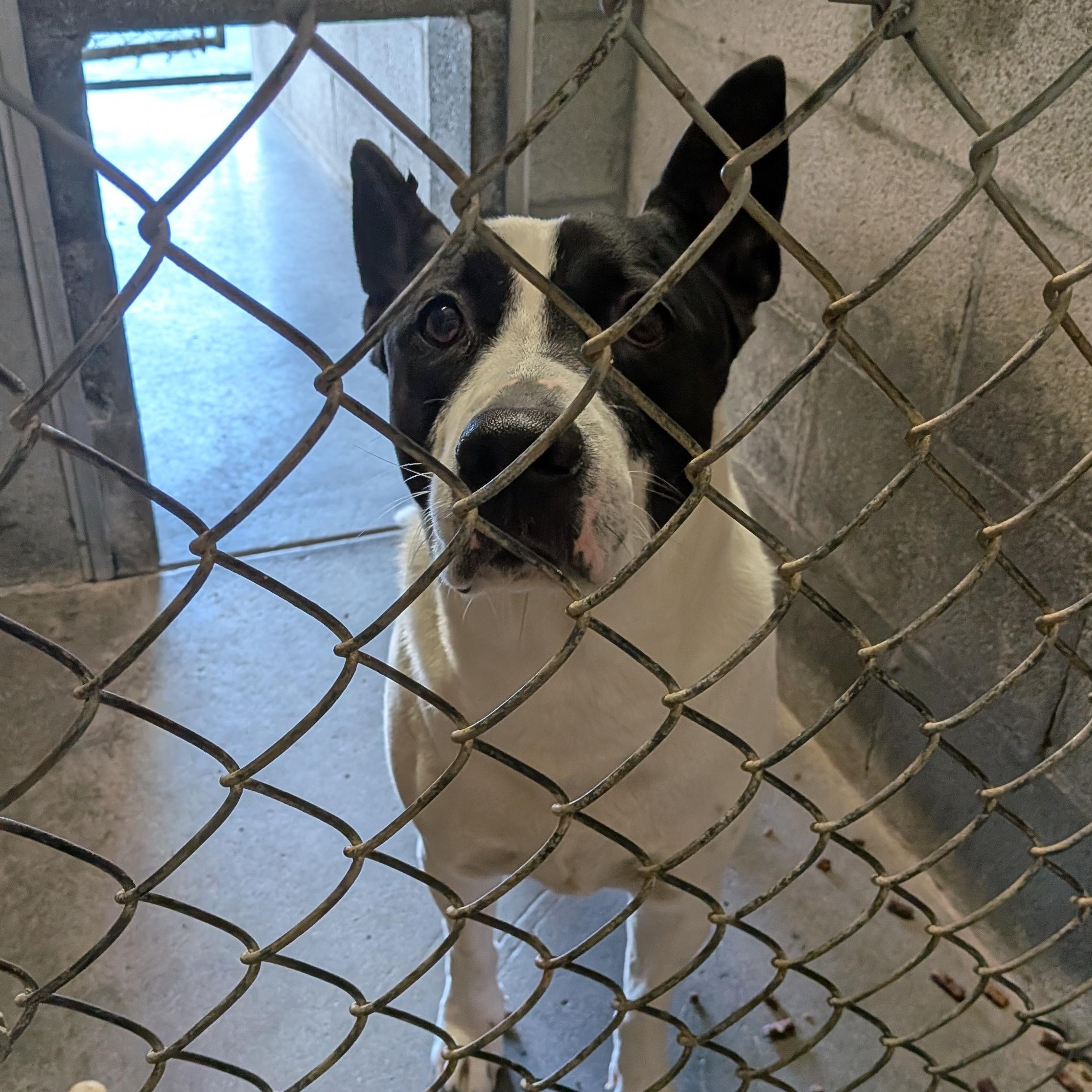 Enlarge Petusa, a Adoptable mixed breed in Hermiston, OR image 3/4