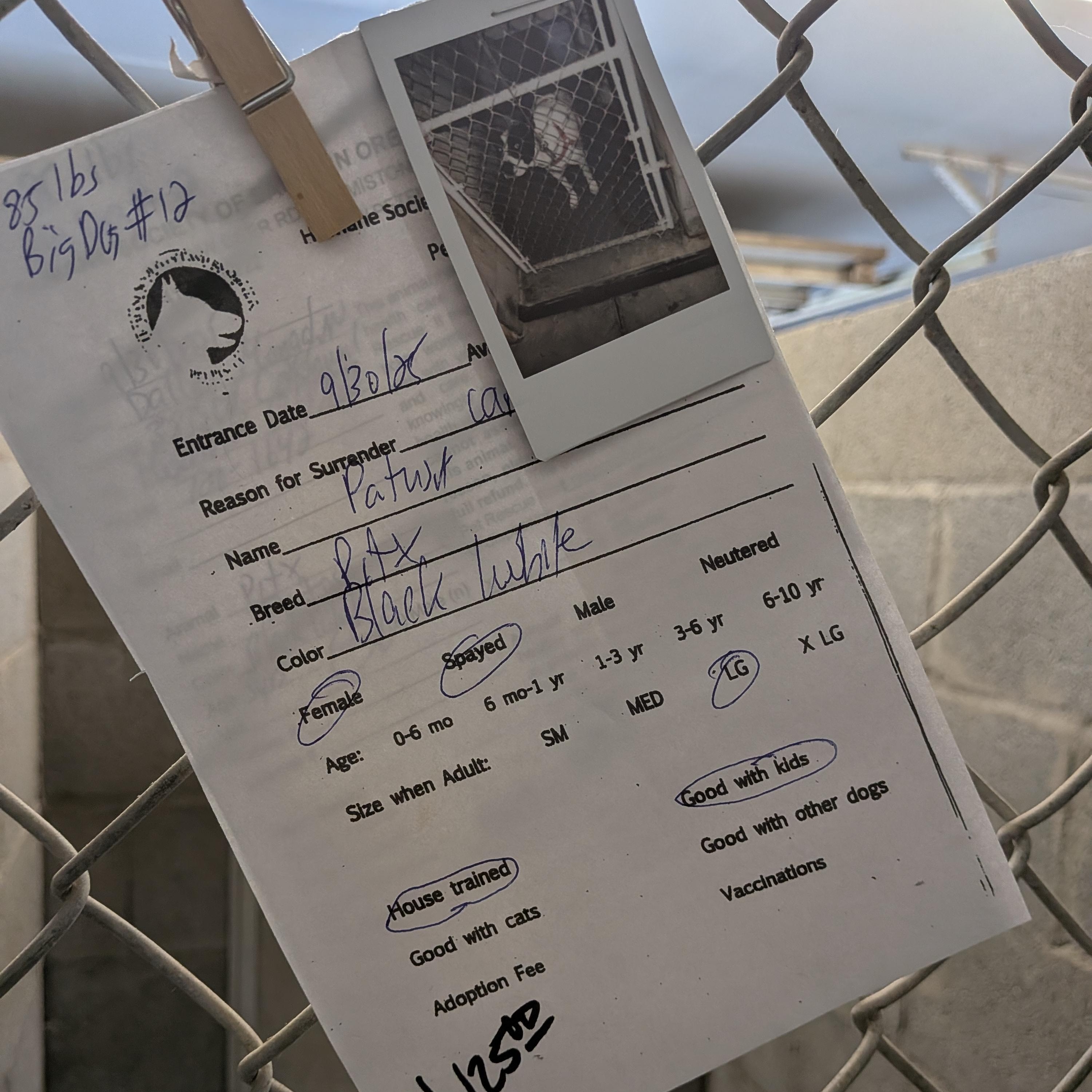 Enlarge Petusa, a Adoptable mixed breed in Hermiston, OR image 4/4