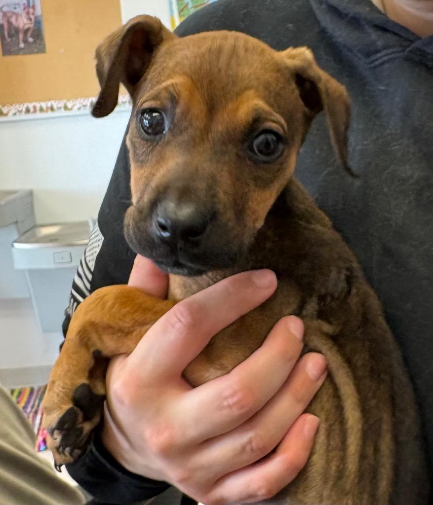 Brownie, Adopted, Puppy Female Mixed Breed.