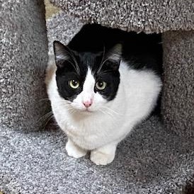 River (shy boy who enjoys company of other felines), Adoptable, Kitten Male Tuxedo.