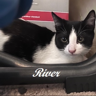 River (Handsome, shy boy who enjoys company of other felines), Adoptable, Kitten Male Tuxedo.
