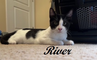 River (Handsome, shy boy who enjoys company of other felines), a Adoptable Tuxedo in Southern Pines, NC image 2/4