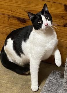 River (shy boy who enjoys company of other felines), a Adoptable Tuxedo in Southern Pines, NC image 2/2