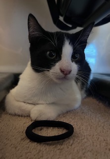 River (Handsome, shy boy who enjoys company of other felines)