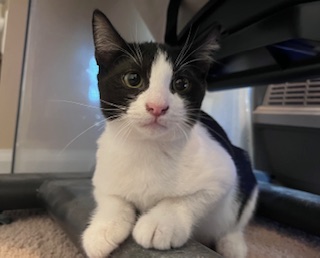River (Handsome, shy boy who enjoys company of other felines), a Adoptable Tuxedo in Southern Pines, NC image 4/4