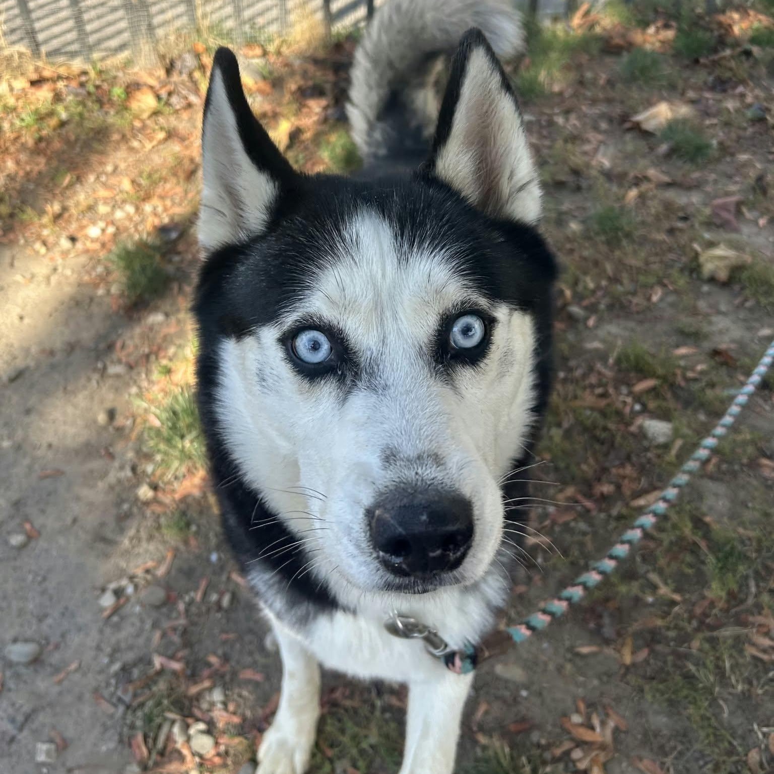 Enlarge Wolfgang, a Adoptable Siberian Husky in Buffalo, NY image 2/6